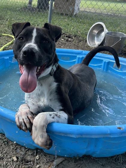 Pet Photo