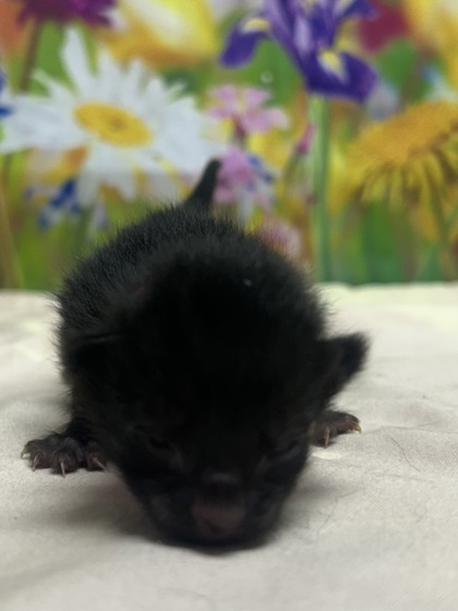 Foto de mascota