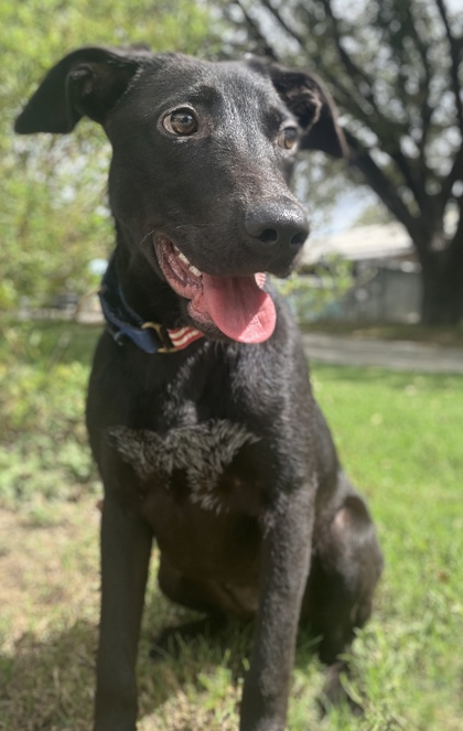 Foto de mascota