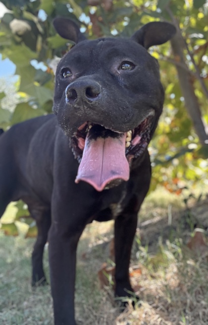 Pet Photo