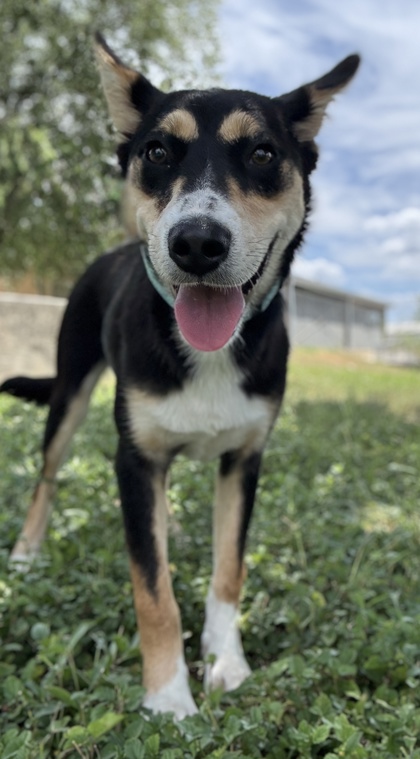 Pet Photo