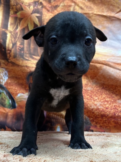 Pet Photo