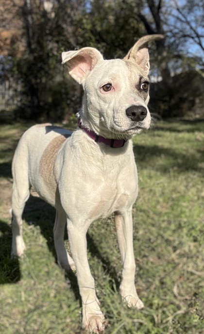 Pet Photo