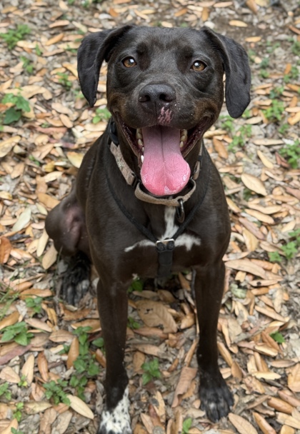 Pet Photo