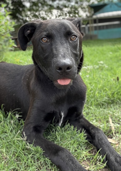 Foto de mascota