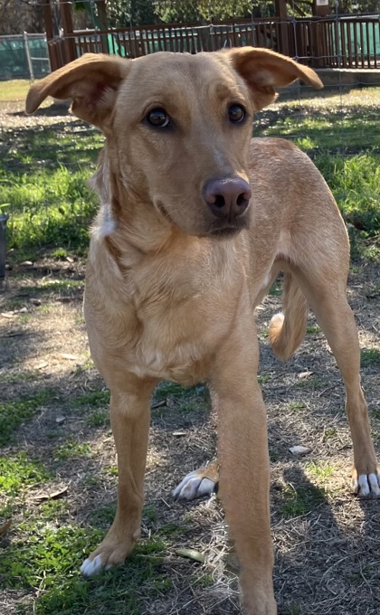 Pet Photo