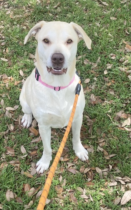 Pet Photo