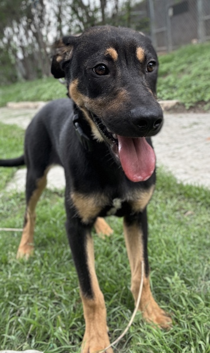 Foto de mascota