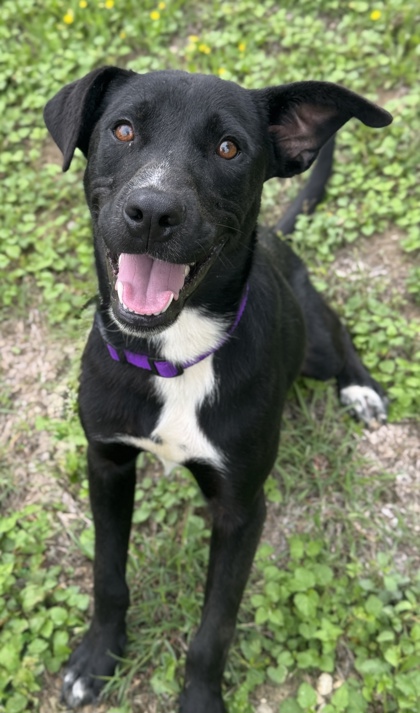 Pet Photo