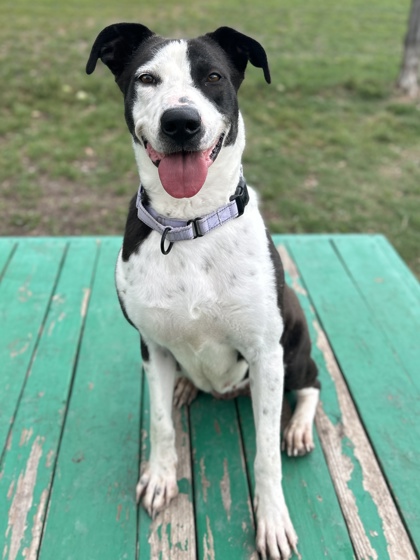 Pet Photo