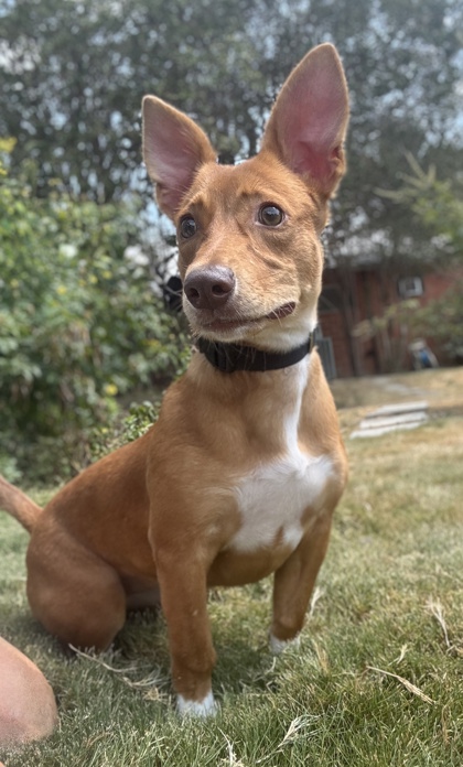 Foto de mascota
