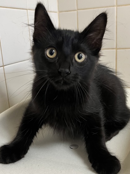 Pet Photo