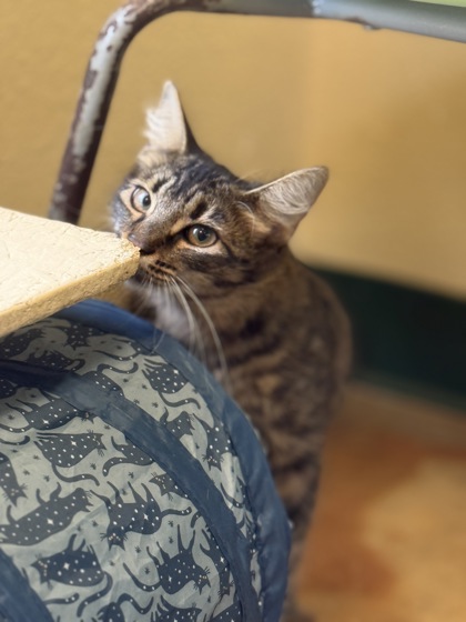 Pet Photo
