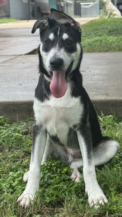 Foto de mascota