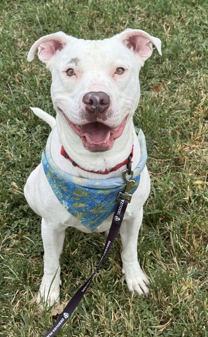 Pet Photo
