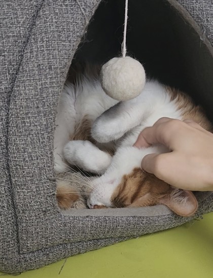 Pet Photo