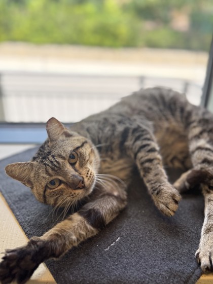 Pet Photo