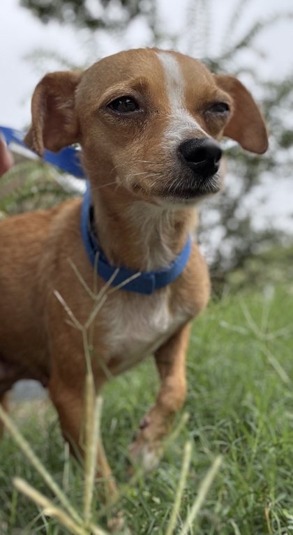 Foto de mascota