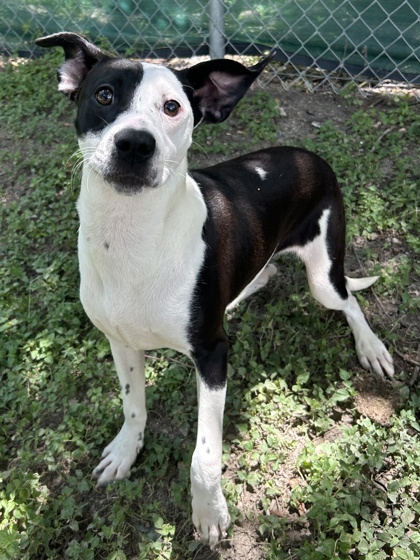 Pet Photo