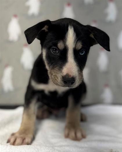 Pet Photo