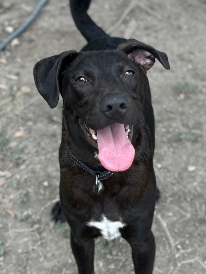 Pet Photo