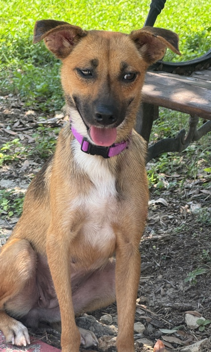 Pet Photo