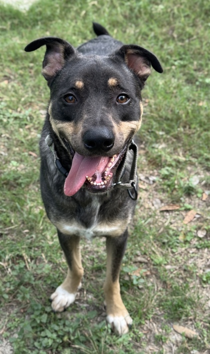 Pet Photo
