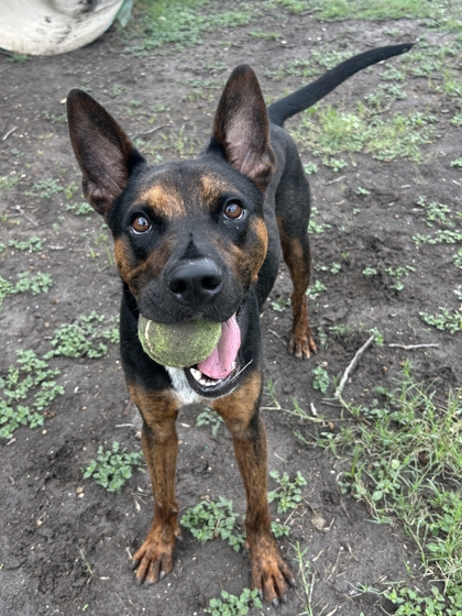 Pet Photo