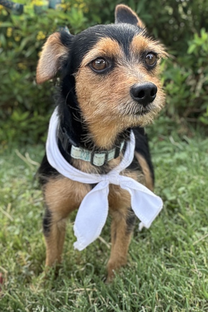 Pet Photo