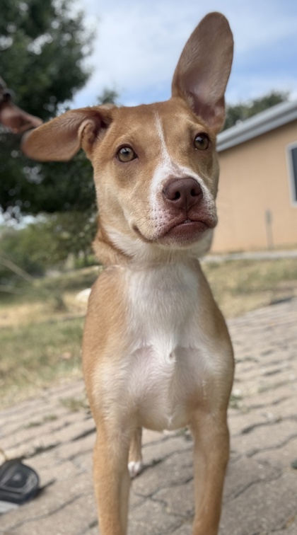 Pet Photo