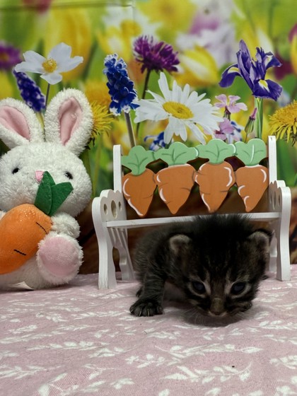 Pet Photo