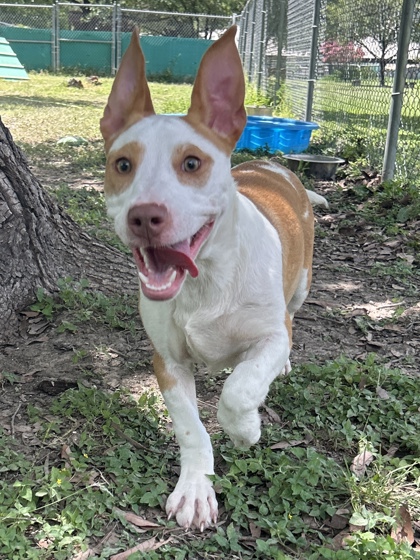 Pet Photo