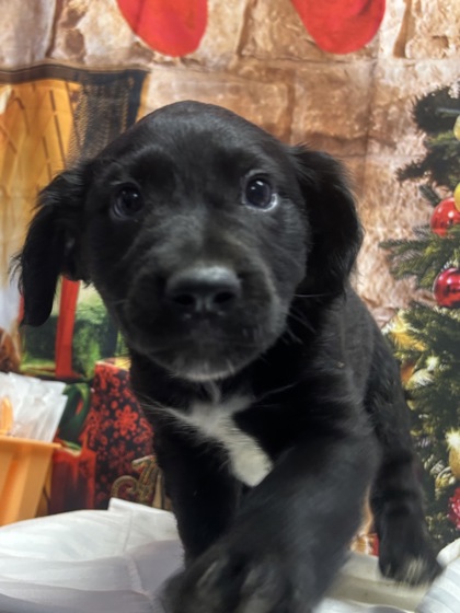Pet Photo