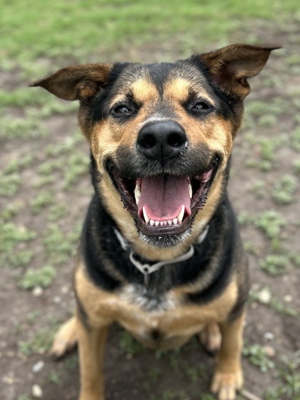 Pet Photo