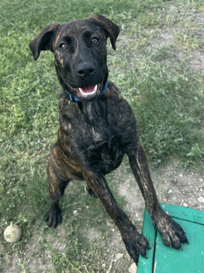 Pet Photo