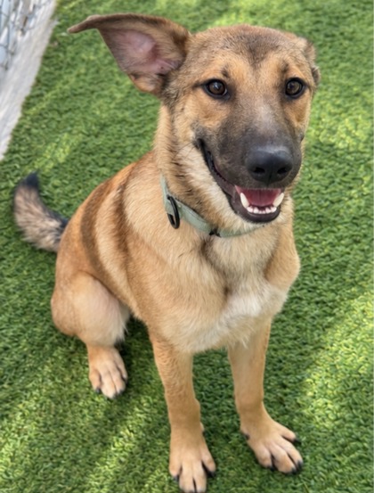 Foto de mascota