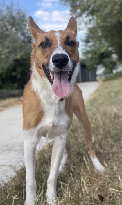 Pet Photo