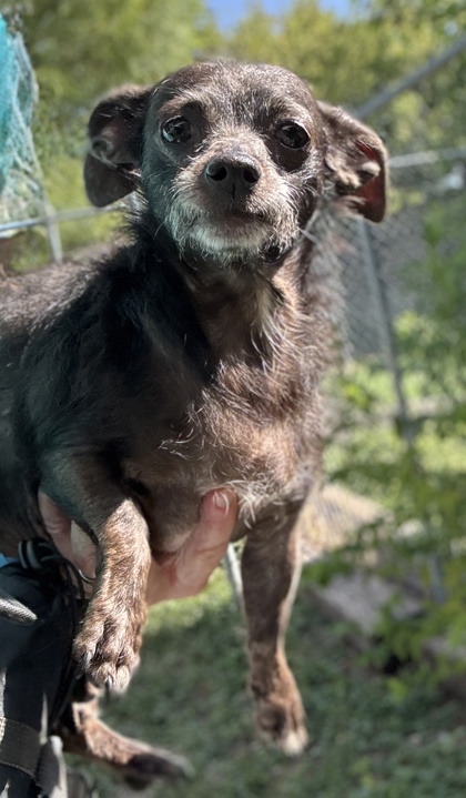 Pet Photo