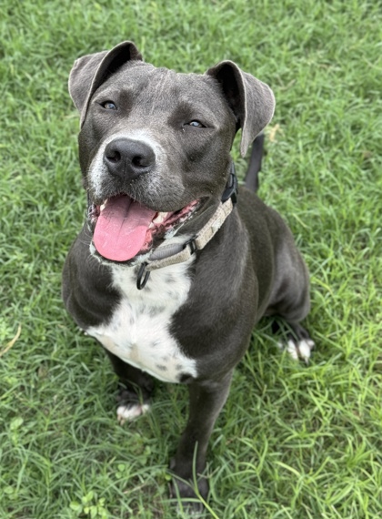 Pet Photo