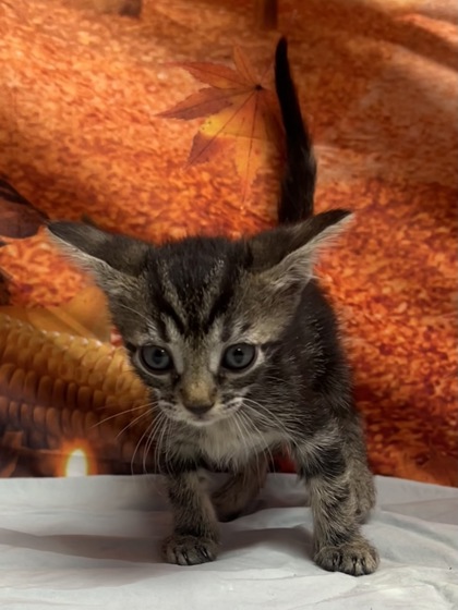 Foto de mascota