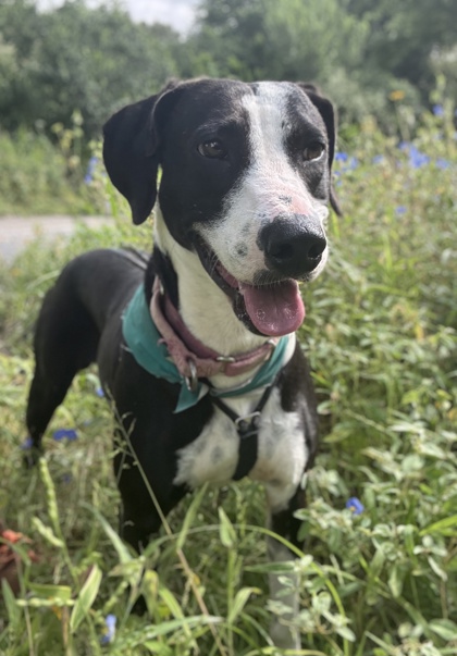 Pet Photo
