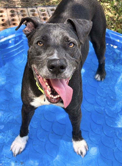 Pet Photo