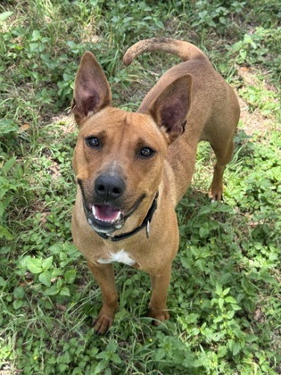 Pet Photo