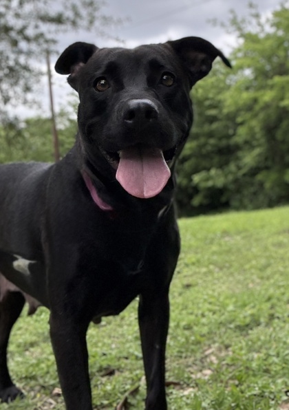 Foto de mascota
