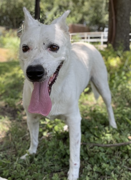 Pet Photo