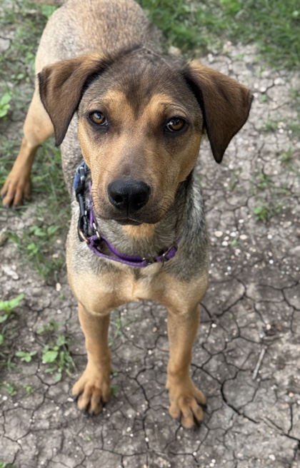 Pet Photo