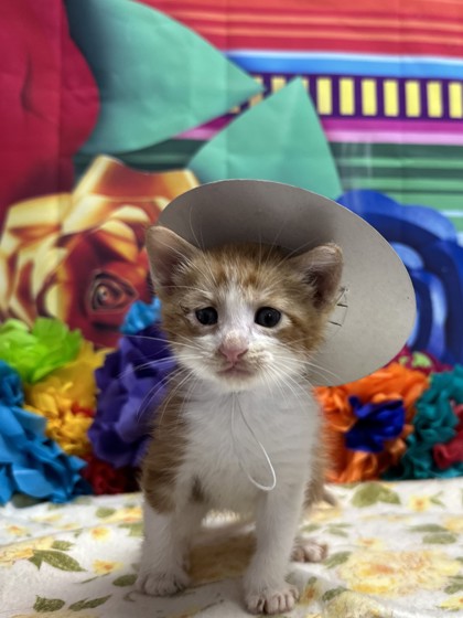 Pet Photo