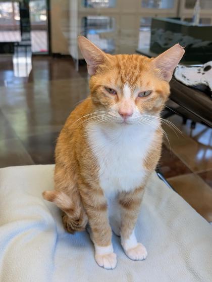 Pet Photo