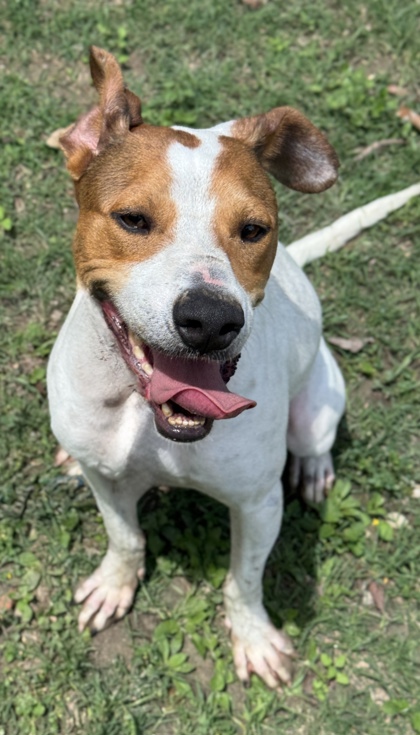 Pet Photo