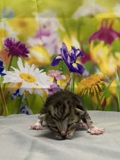 Pet Photo